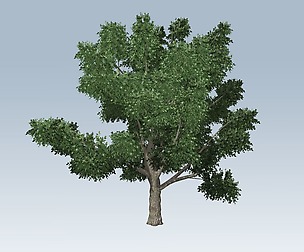 Simple tree