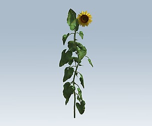 Sunflower plant
