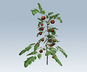 Tomato plant