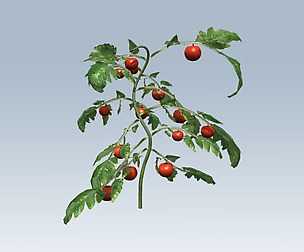 Tomato