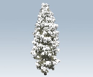 Winter cedar