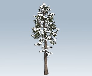 Winter fir
