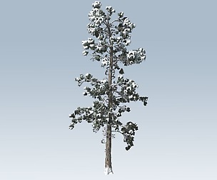 Winter pine