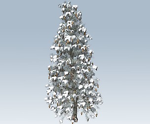 Winter spruce
