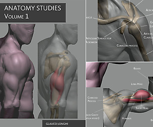 Anatomy Studies Volume 01 - Digital Book