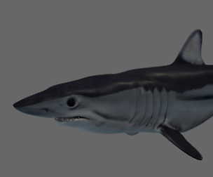 Shortfin Mako Shark