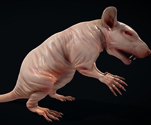 Naked Rat