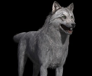 Realistic Wolf Maya Rig