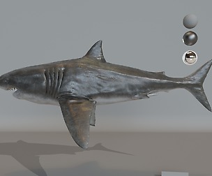 Great White Shark