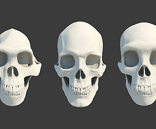 3 Hominid Skulls collection