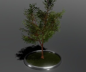 Tall Tree