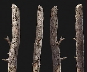 Dead tree 3d scan