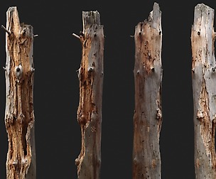 Dead tree 3d scan  (SNA0002)