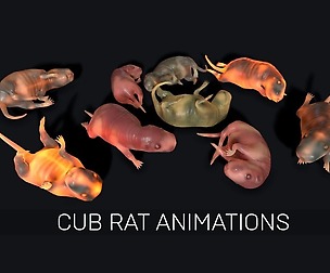 Cub Rat
