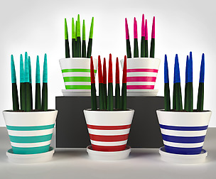 Colorful cactus