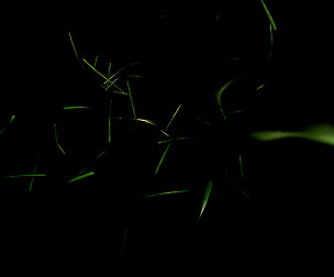 Grass clippings falling - Stocks