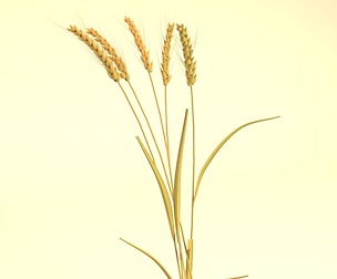 ears of wheat 3D model