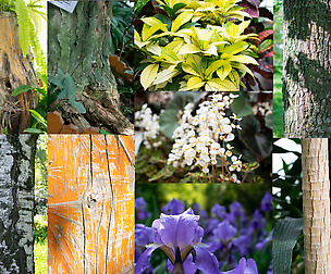 Plants reference + texture pack