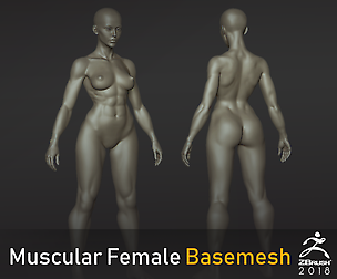 Muscular Female Basemesh