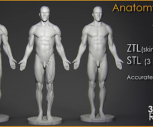 Anatomy Figure for Artists !