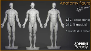 Anatomy Figure for Artists ! cover