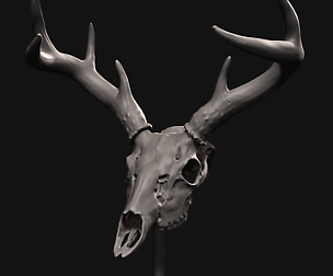Deer skull with stand