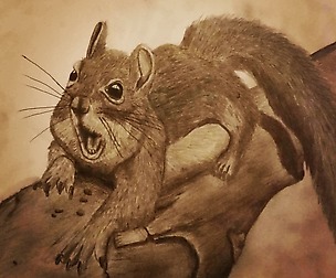 Squirrel Sketch