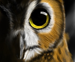 Owl drawing