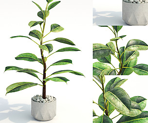 plant 825