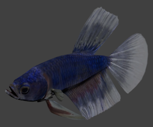 Betta