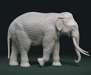 Asian Elephant