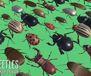 Beetles - pack of insects