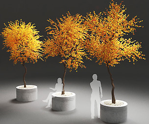 autumn tree