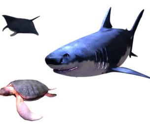 Sea Creatures