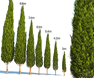 mediterranean cypress
