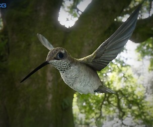 Hummingbird Animated Unity