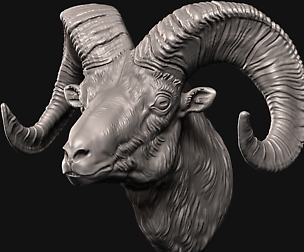 Big Horn Sheep