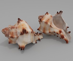 Seashell
