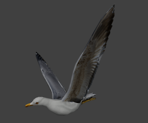 Seagull