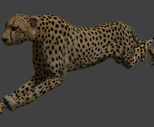 Cheetar