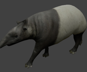 Tapir