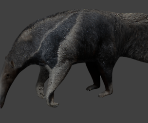 Giant anteater