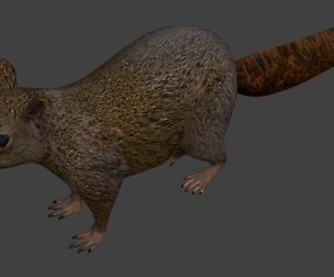 Squirrel