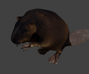 Beaver