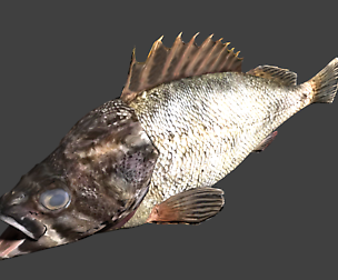Black rockfish