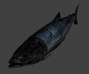 Salmon