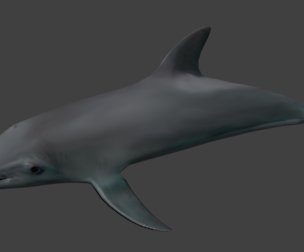 Dolphin