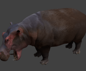 Hippopotamus
