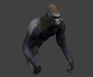 Gorilla