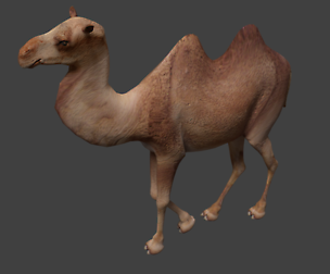 Camel